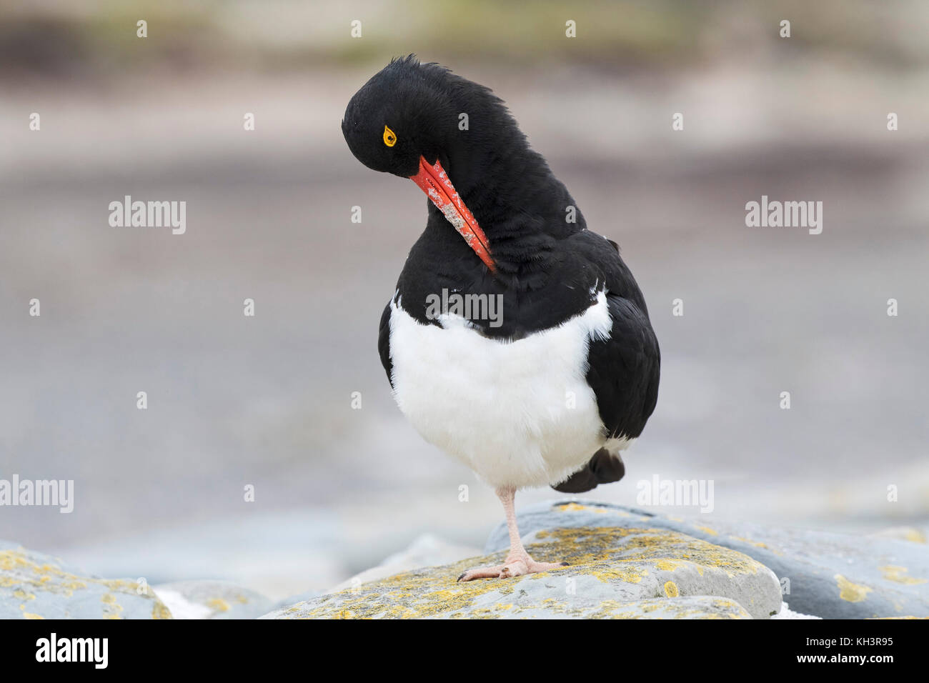 Magellanic oystercatcher Haematopus leucopodus preening Sealion Island Isole Falkland British Overseas territorio Dicembre 2016 Foto Stock