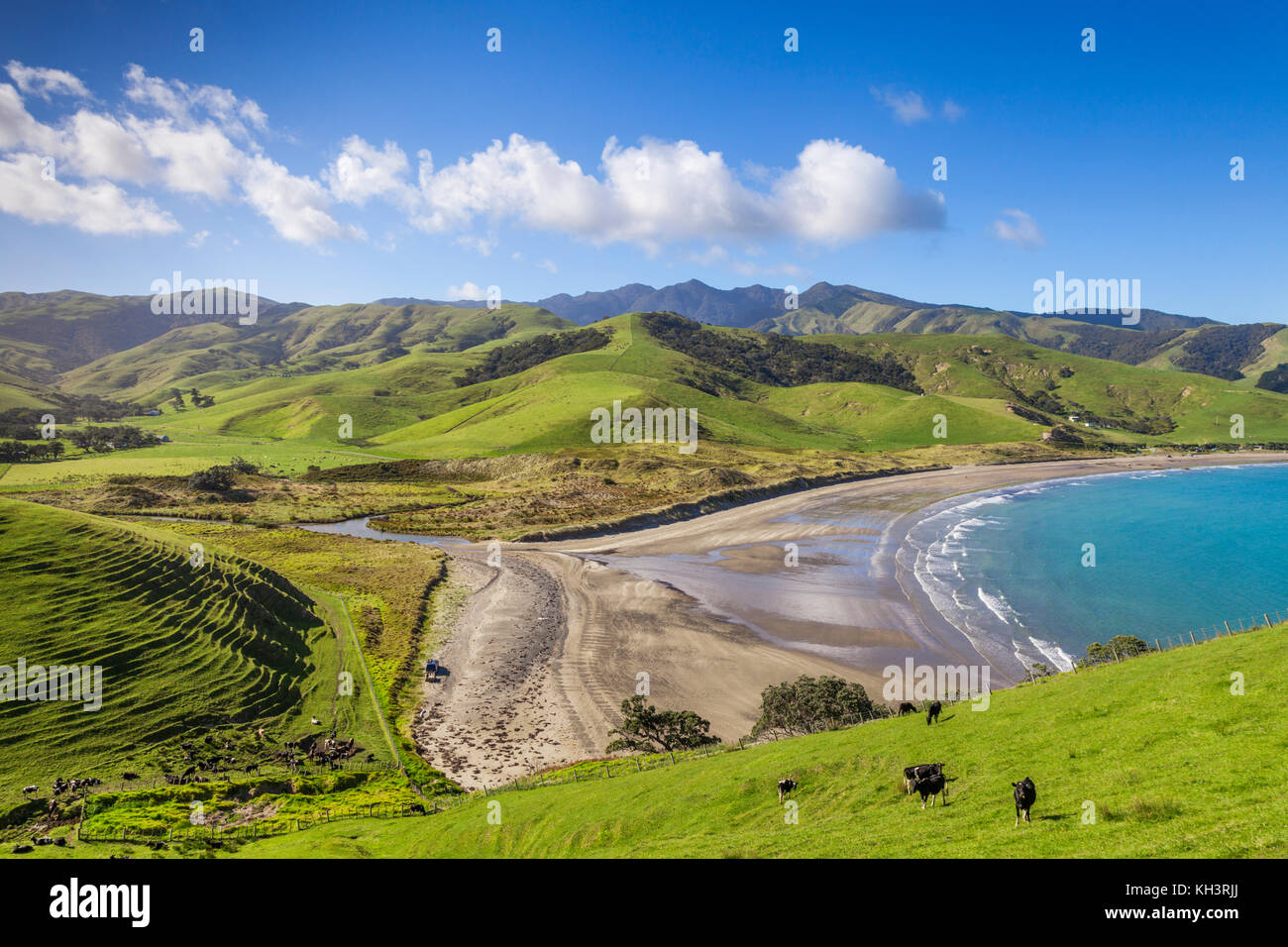 Il verde delle colline della penisola di Coromandel a port jackson, Nuova Zelanda. Foto Stock