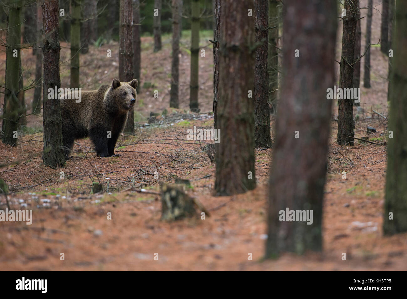 European Brown Bear / Braunbaer ( Ursus arctos ), giovane adolescente, esplorando i suoi dintorni, in piedi in una foresta, a distanza, Europa. Foto Stock