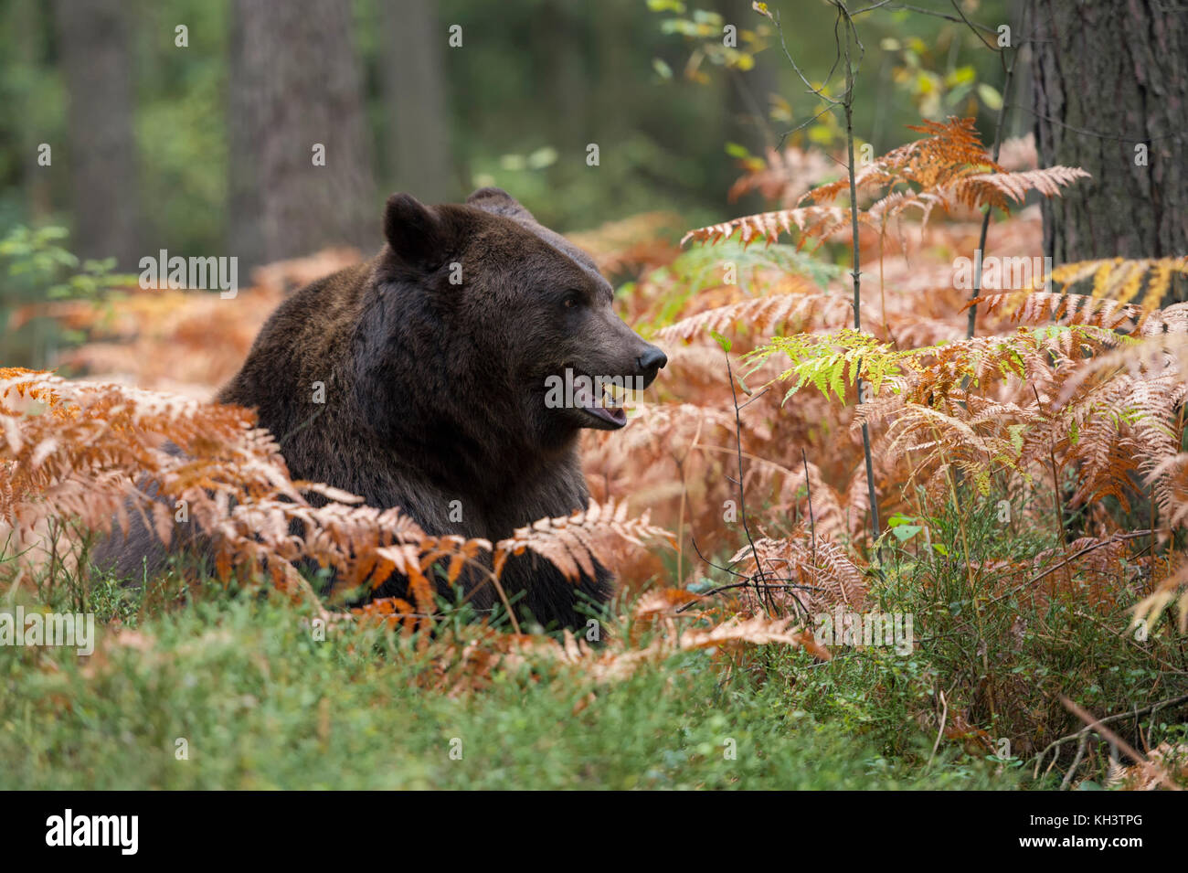 Orso bruno europeo / Braunbaer ( Ursus arctos ), mentendo, riposando, nascondendosi nel corso del giorno tra felci nella sottobosco di una foresta, guardando, alzandosi, e Foto Stock