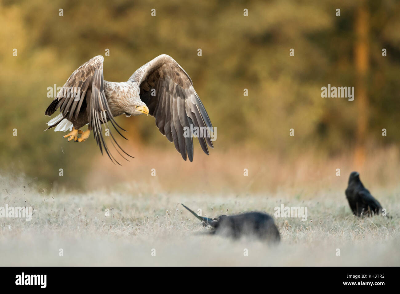 Aquila dalla coda bianca / Aquila di mare / Seeadler ( Haliaetus albicilla ) in volo vicino sopra terra congelata, lungo il bordo di una foresta, calda luce del mattino Foto Stock