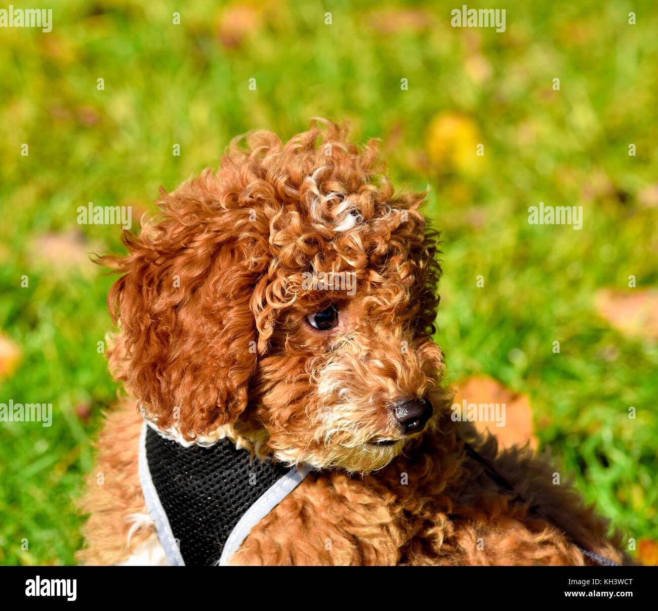 Cucciolo di cane cockerpoo immagini e fotografie stock ad alta ...