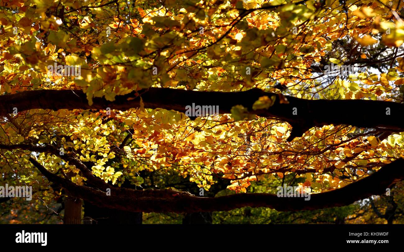 Una coperta di foglie di autunno Foto Stock