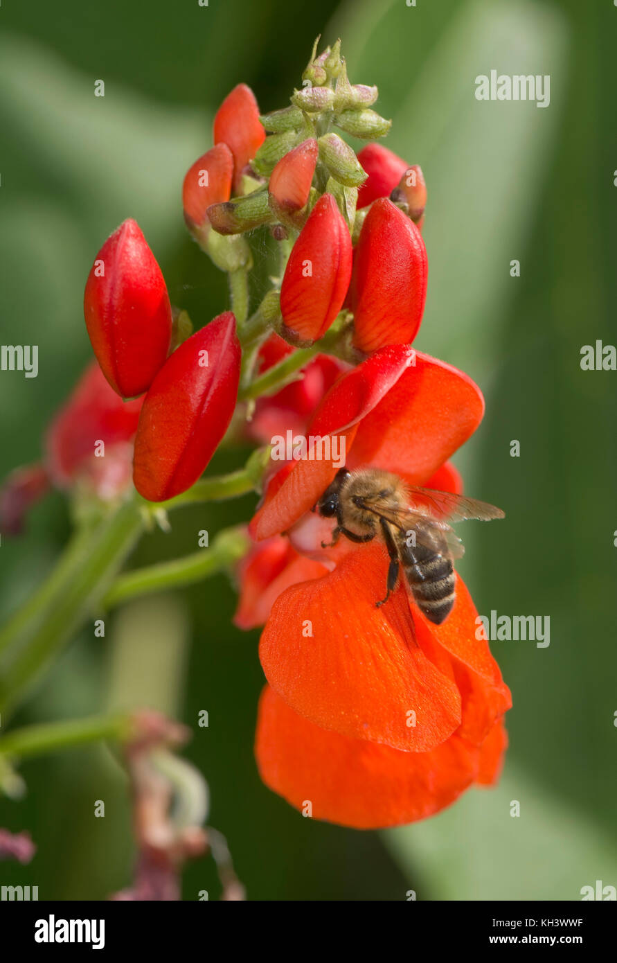 Il miele delle api, Apis mellifera, rovistando sul luminoso rosso dei fiori di runner fagioli, berkshire, agosto Foto Stock