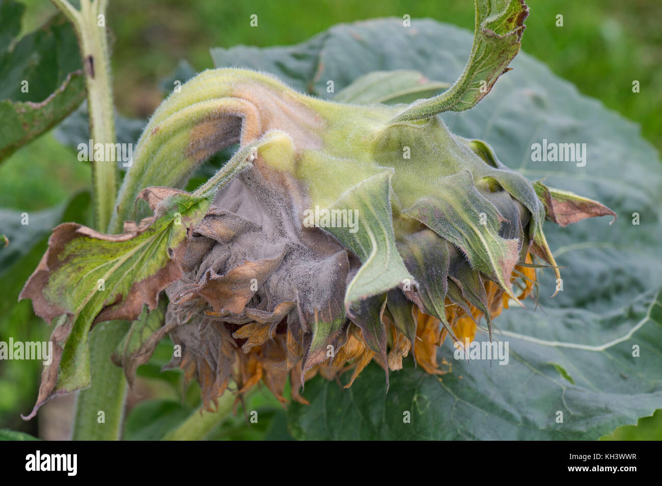 La muffa grigia, Botrytis cinerea, su un grande fiore di girasole come si comincia ad andare alle sementi Foto Stock