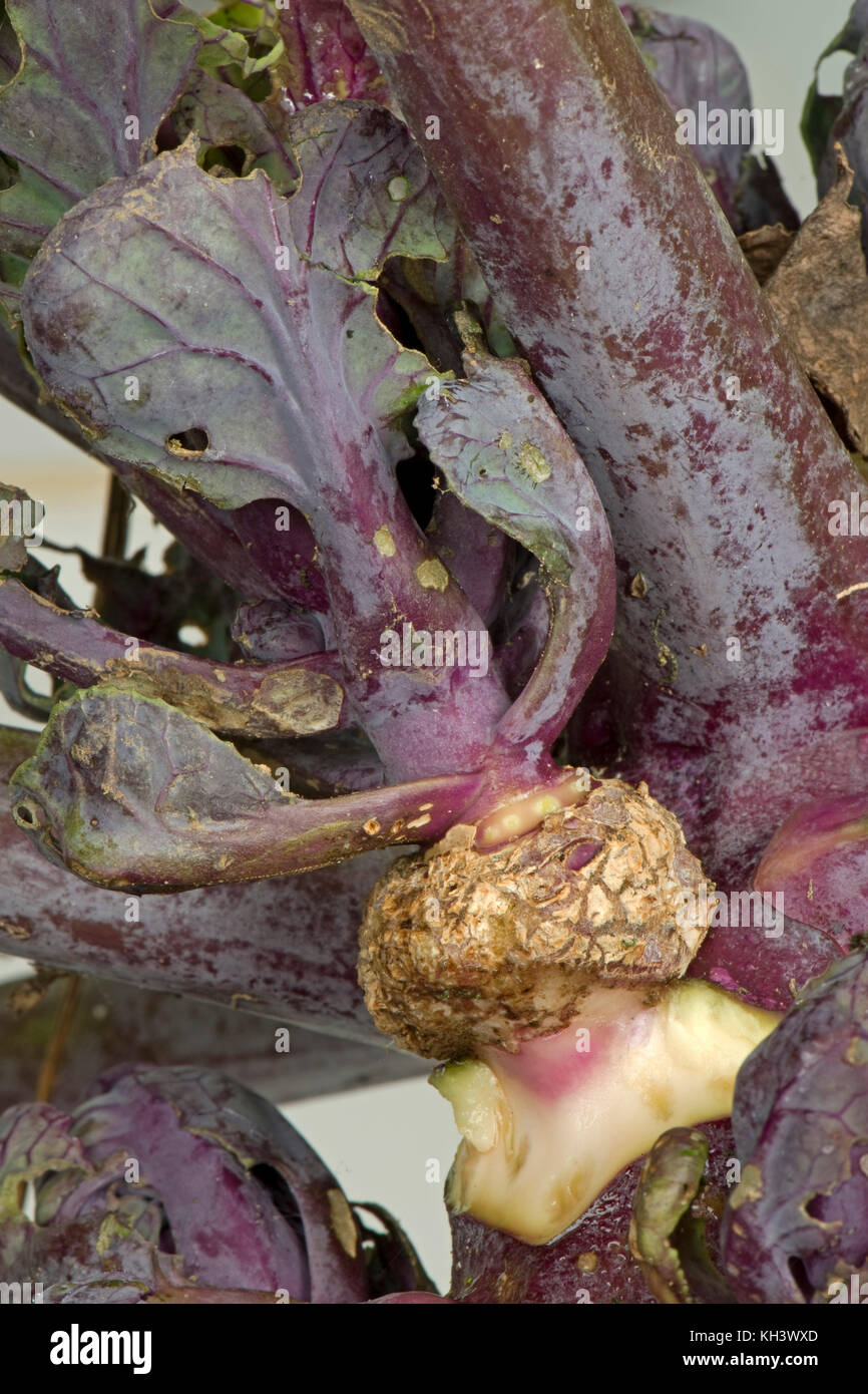 Sezione di edemi o edemi o cankers, abiotiche rigonfiamenti sul gambo di un viola brussel germoglio impianto, Brassica oleracea, Foto Stock
