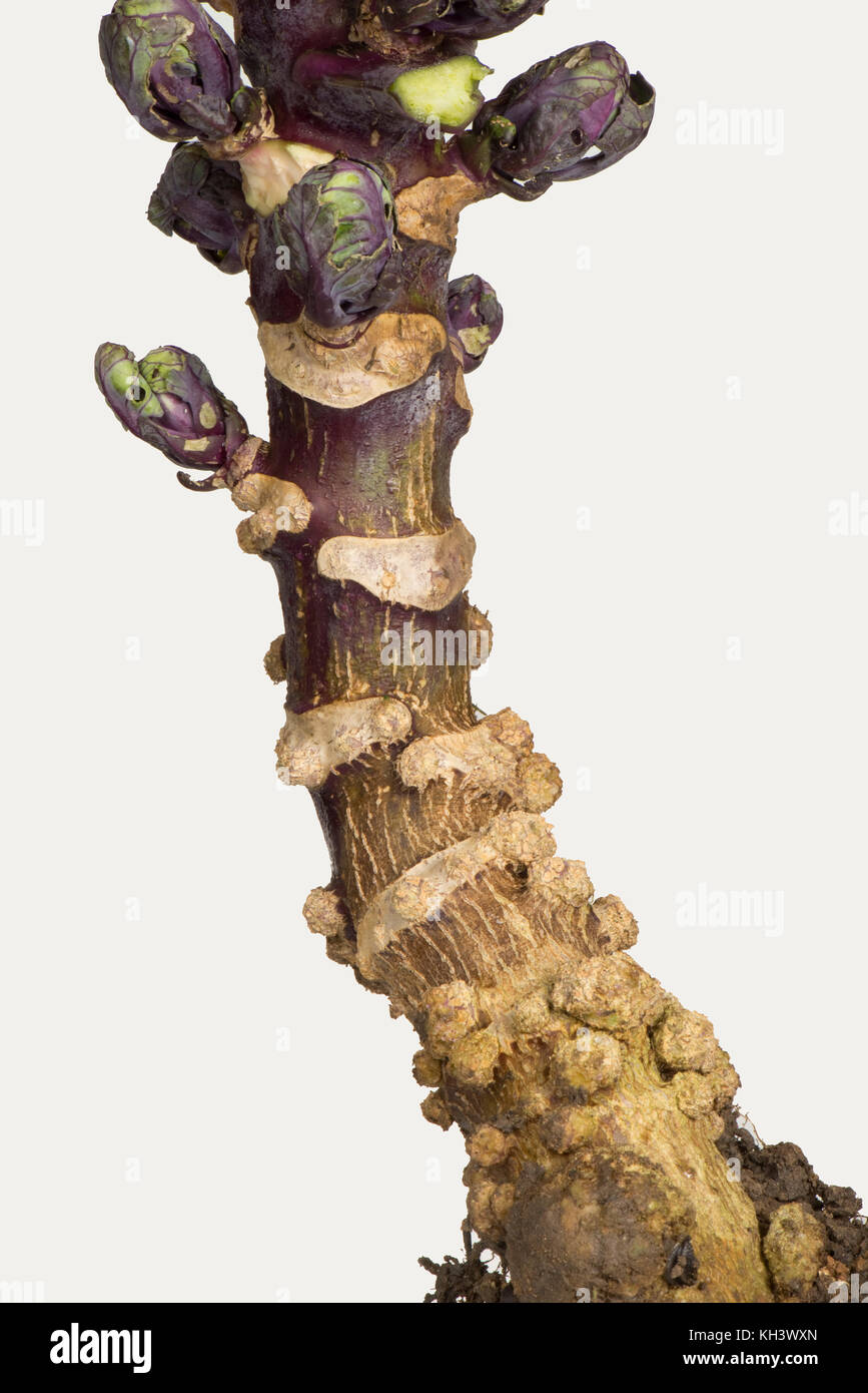 Edemi o edemi o cankers, rigonfiamenti abiotici sul gambo di una pianta viola di germogli di bruxelles, Brassica oleracea, Foto Stock