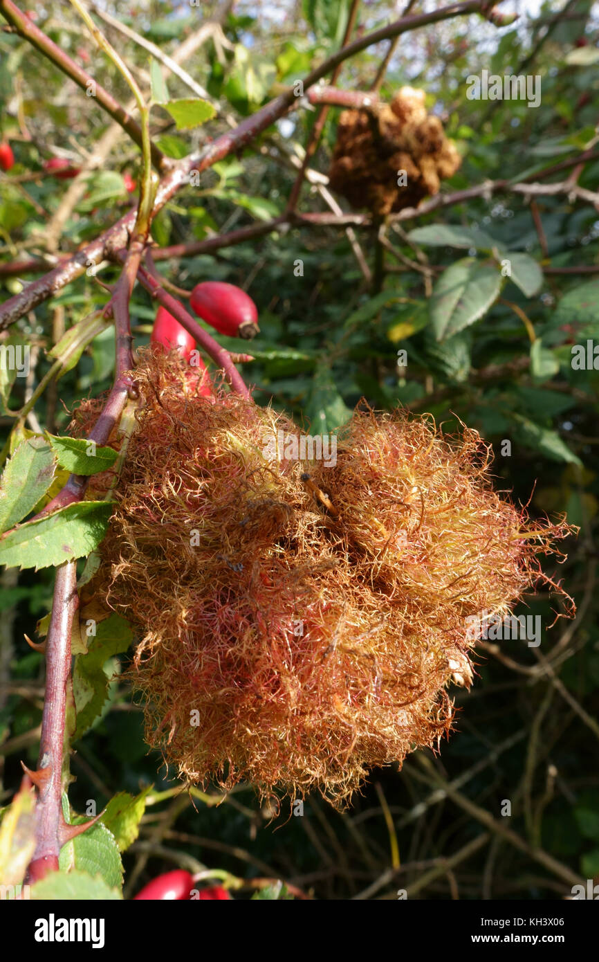 Rose bedeguar gall o Robin's puntaspilli, Diplolepis rosae, gall wasp danno ad un cane selvatico rosa, rosa canina, Berkshire, Settembre Foto Stock