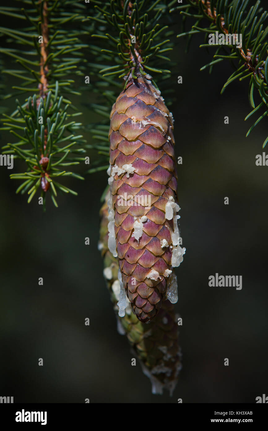 In prossimità di un albero di pino cono con gocce di resina. Foto Stock