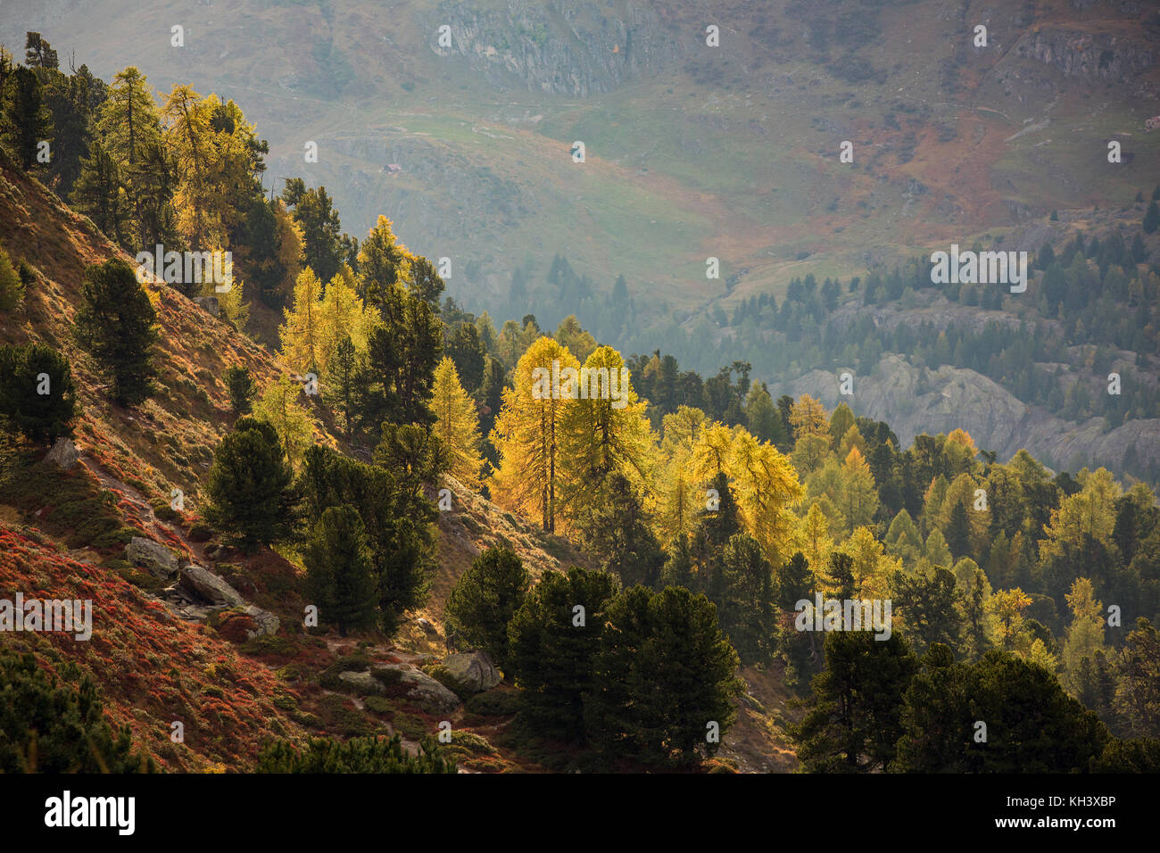 Estate Indiana nel patrimonio mondiale dell UNESCO dell Aletsch. Colori d'autunno Larice colorato e la foresta di pini illuminato da luce solare bassa. Foto Stock