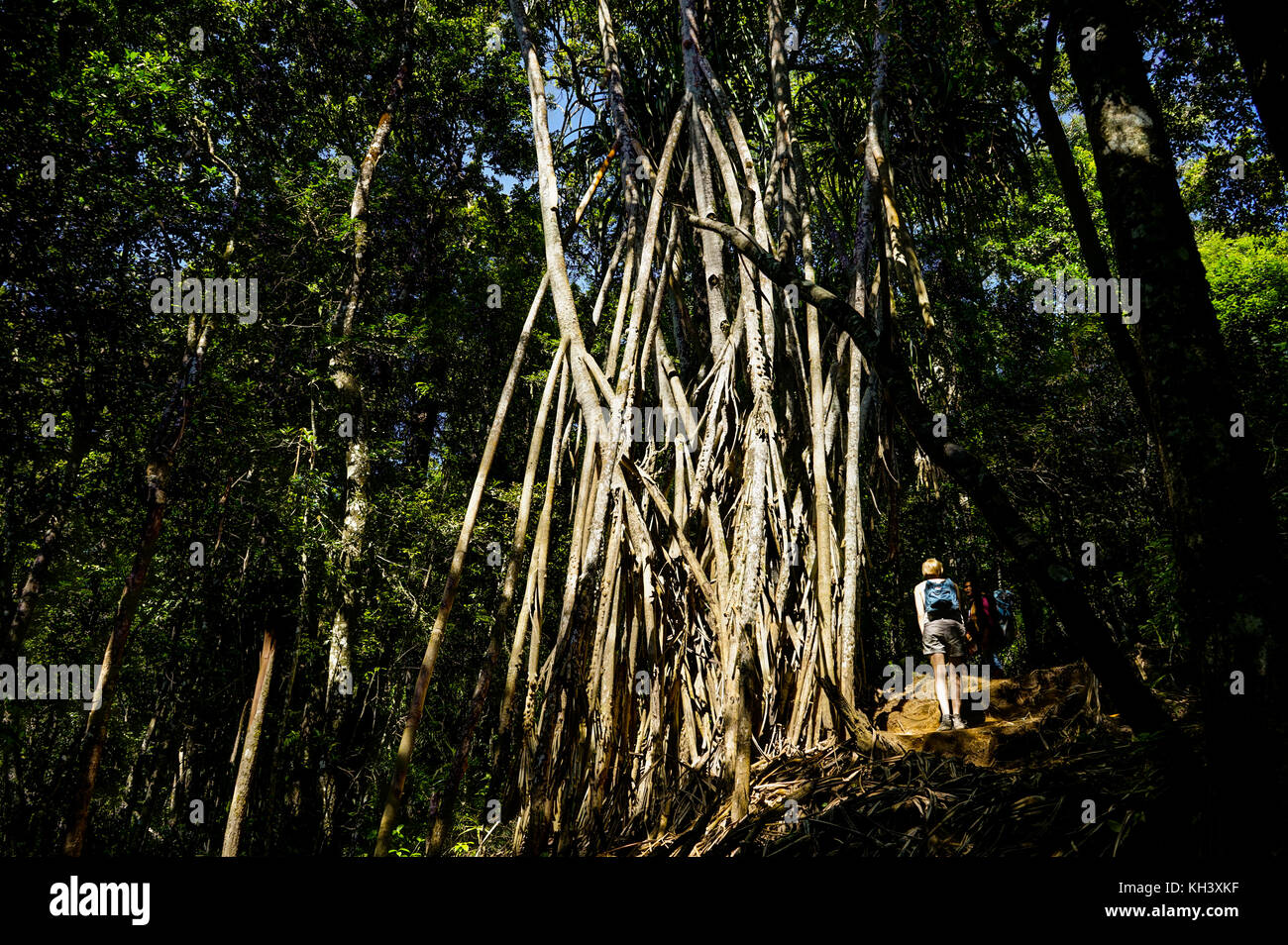 Forest grove Mount Rinjani Lombok Indonesia Foto Stock