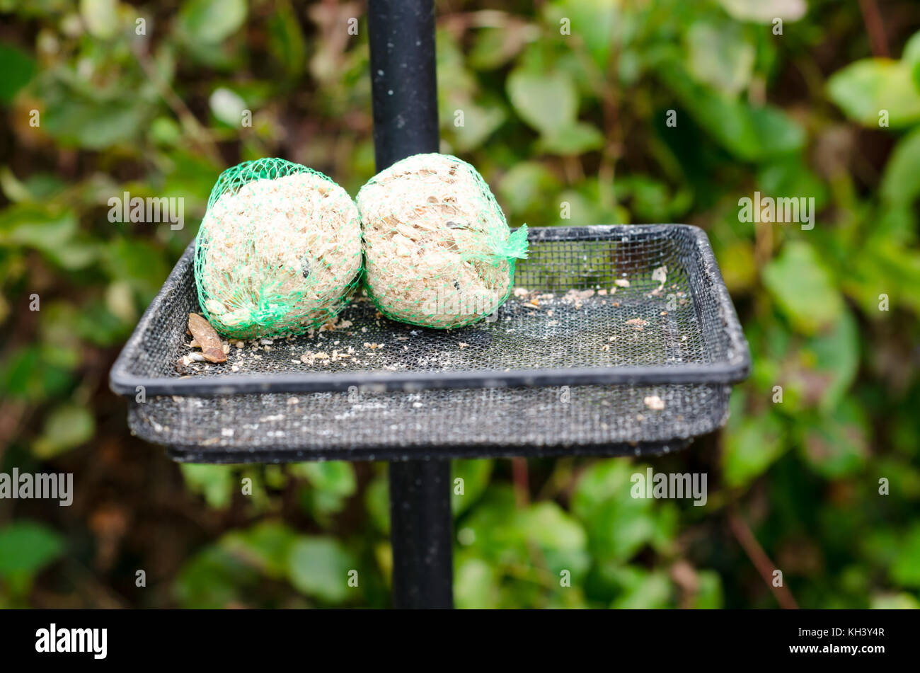Due uccelli grasso alimentare le sfere su un Bird Feeder Foto Stock