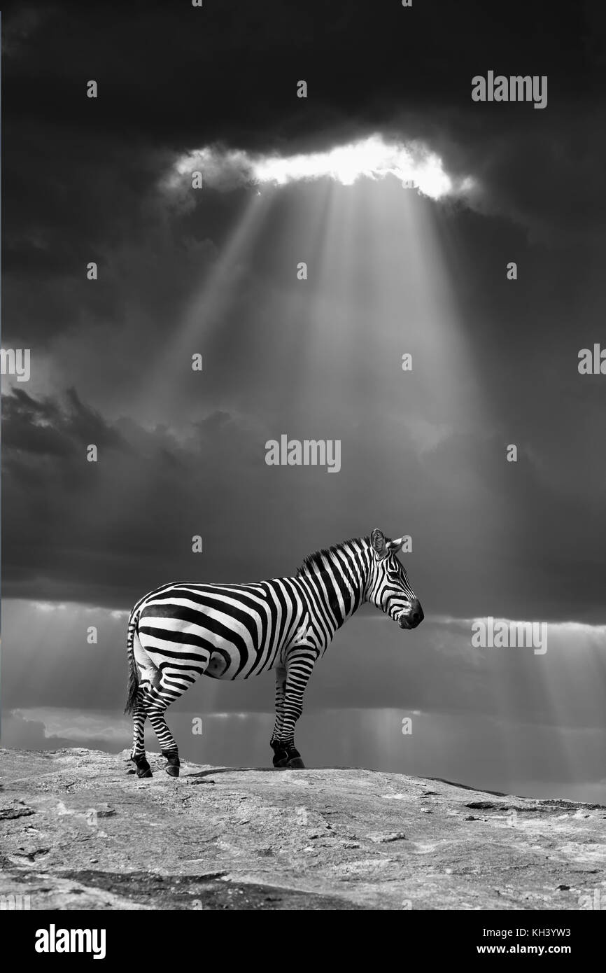 Zebra nel selvaggio - Parco nazionale del Kenya. immagine in bianco e nero Foto Stock
