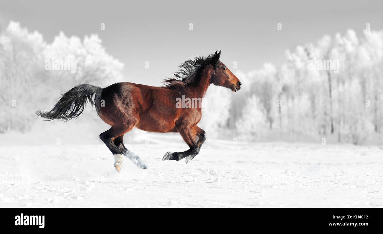 Corse di cavalli galoppo sul campo invernale. la fotografia in bianco e nero con cavallo di colore Foto Stock