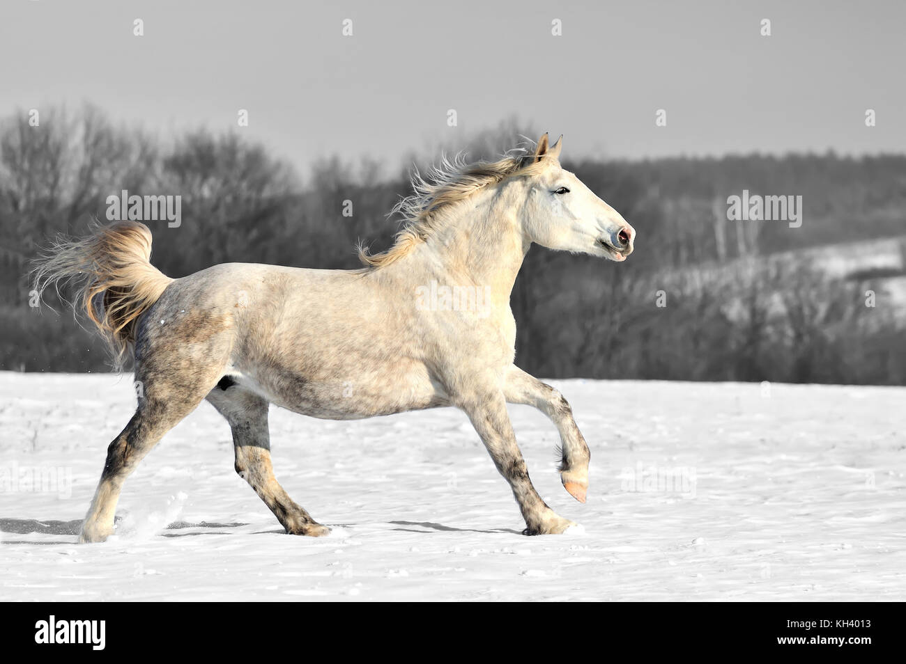 Corse di cavalli galoppo sul campo invernale. la fotografia in bianco e nero con cavallo di colore Foto Stock