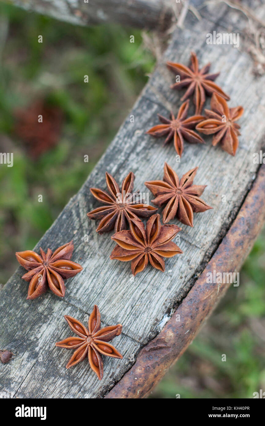 Tutta la star spezie anice su un vecchio e rustico ruota in legno con erba verde sullo sfondo Foto Stock