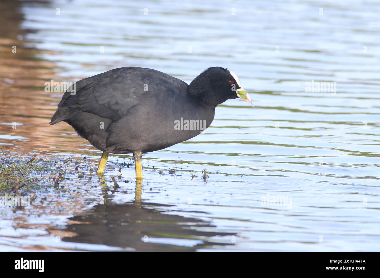 Folaga comune Foto Stock