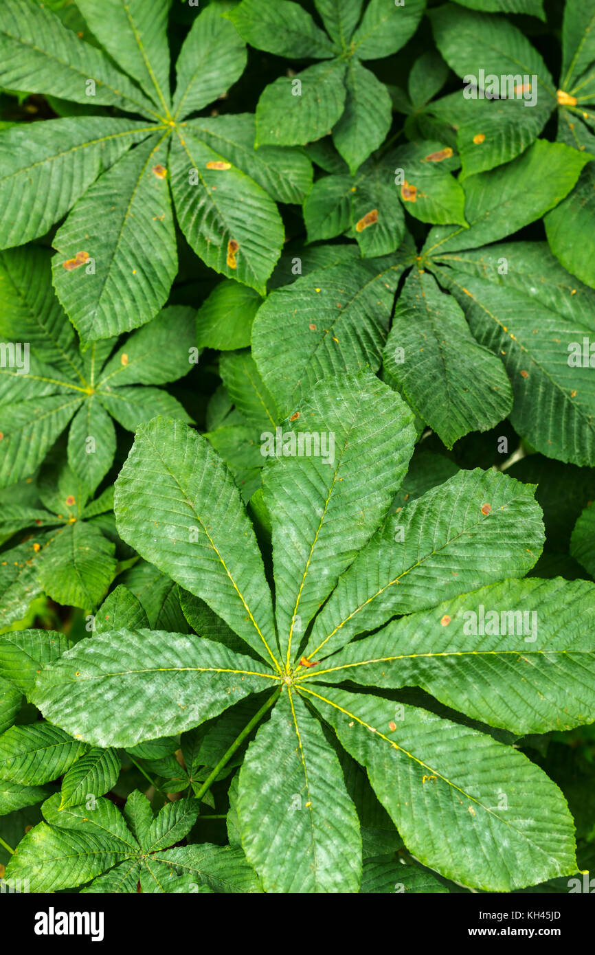 Ippocastano foglie in estate park con i segni della malattia Foto stock -  Alamy