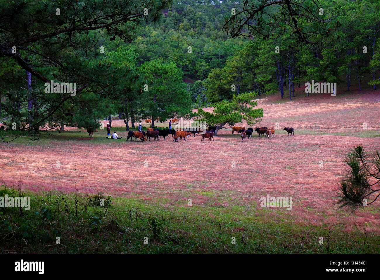 Un paesaggio fantastico a dalat vietnam a sera, persone mucche al pascolo su prato tra la foresta di pini, erba rosa collina con albero verde fare scena meravigliosa Foto Stock