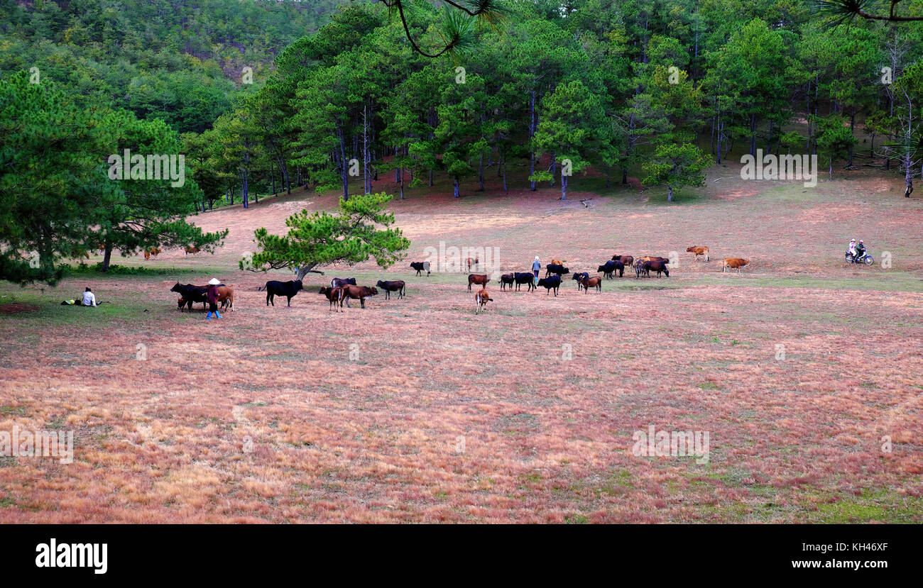 Un paesaggio fantastico a dalat vietnam a sera, persone mucche al pascolo su prato tra la foresta di pini, erba rosa collina con albero verde fare scena meravigliosa Foto Stock