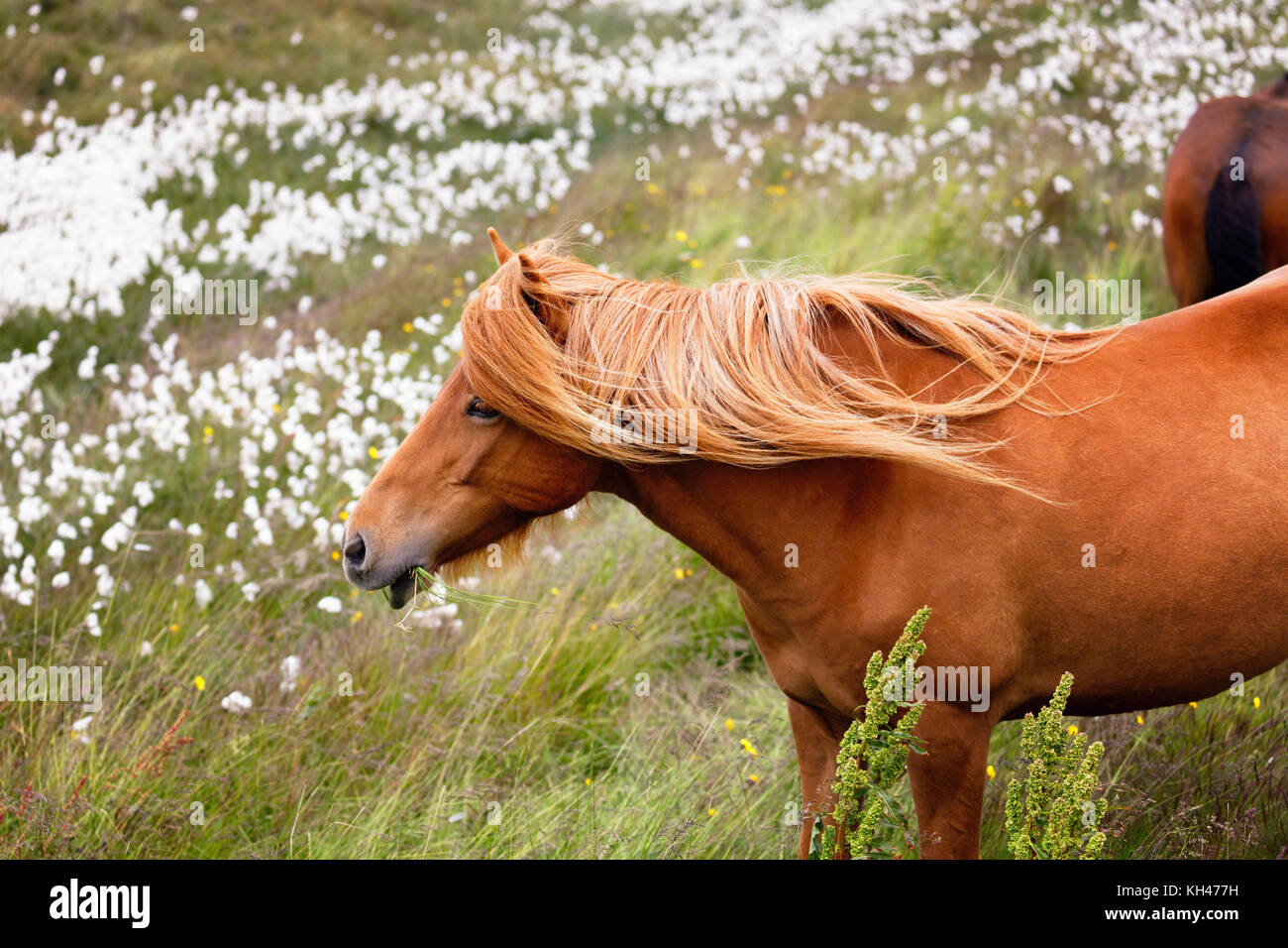 Vista ravvicinata di un cavallo islandese il pascolo in un prato con fiori selvaggi, Islanda Foto Stock