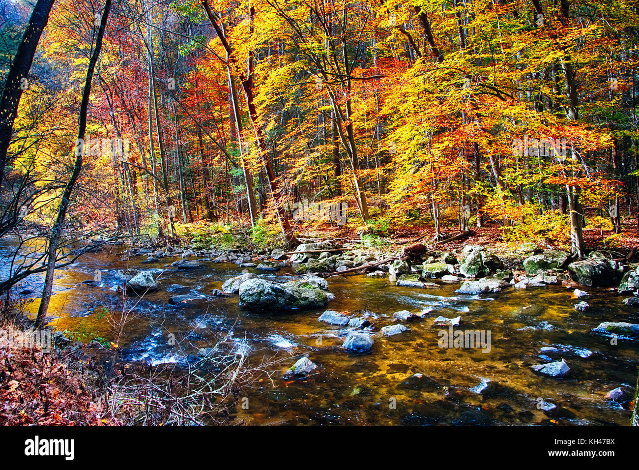 Il fiume Nera che scorre attraverso la foresta autunnale, califon, new jersey Foto Stock