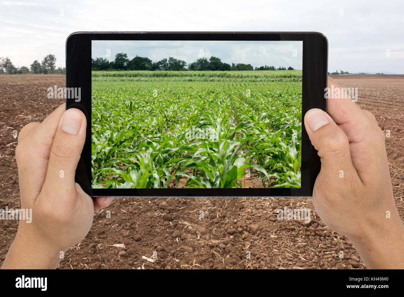 Agricoltura intelligente con augmented reality technology concept futuristico, uomo azienda tablet in azienda e di utilizzare la tecnologia per predire il futuro agricu Foto Stock