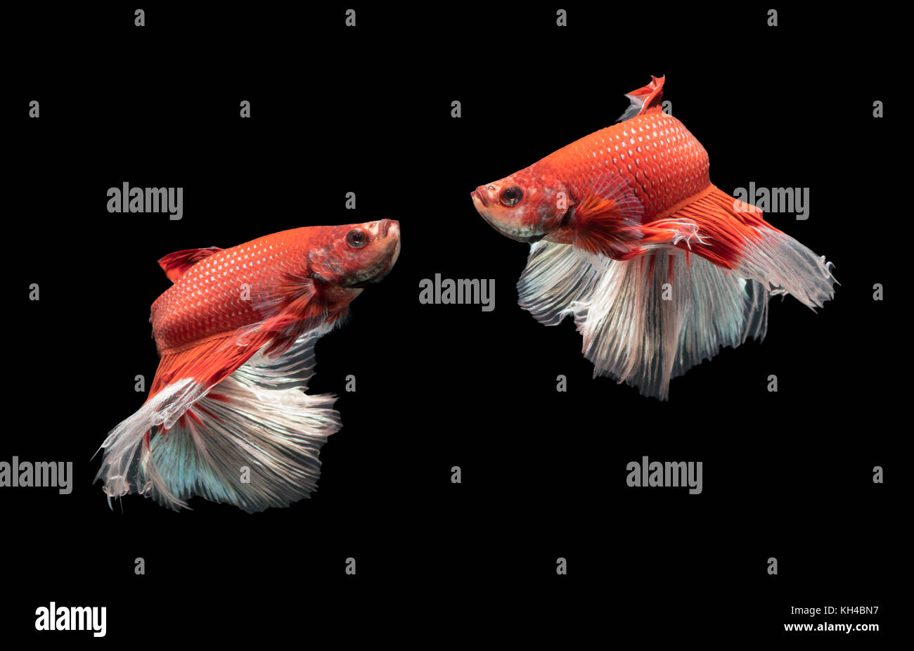 Moto di bella rossa con il bianco siamese fighting fish, Betta splendens isolati su sfondo nero Foto Stock