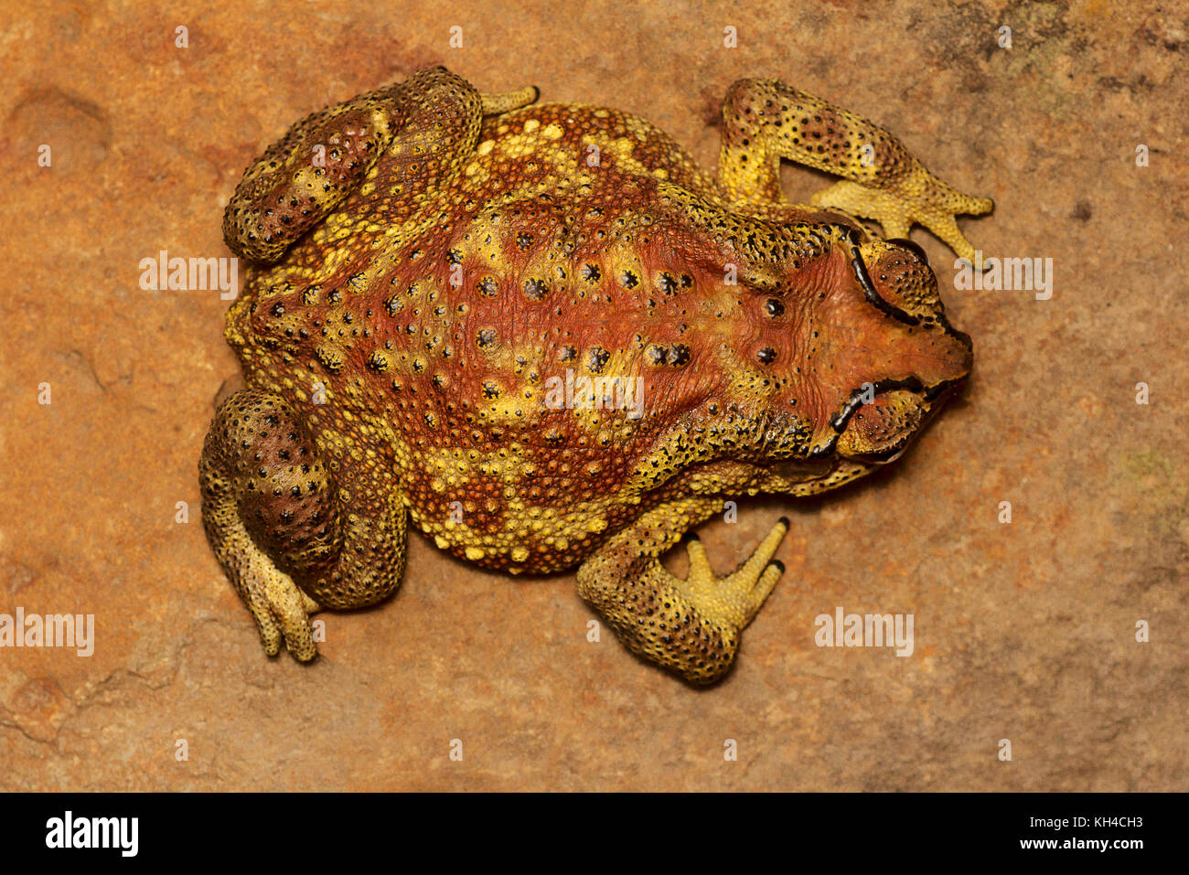 Il rospo indiano, duttaphrynus melanostictus, mulshi, Maharashtra, India Foto Stock