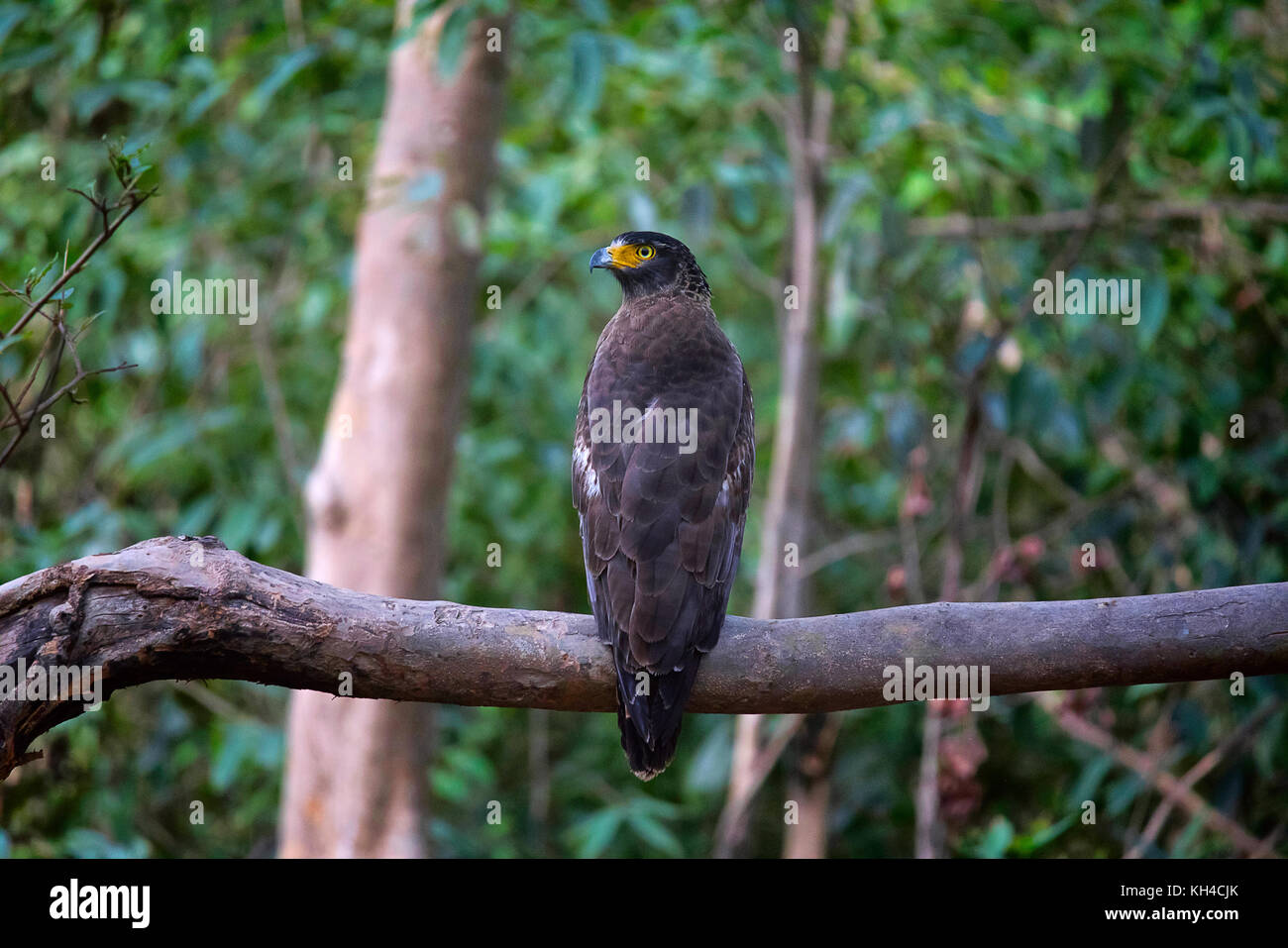 Crested Eagle serpente, Spilornis cheela, Panna Riserva della Tigre, Madhya Pradesh, India Foto Stock