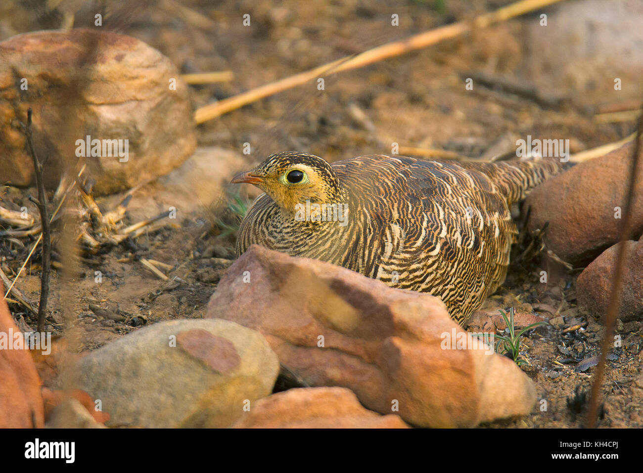 Sandgrouse verniciato, pterocles indicus, panna riserva della tigre, Rajasthan, India Foto Stock