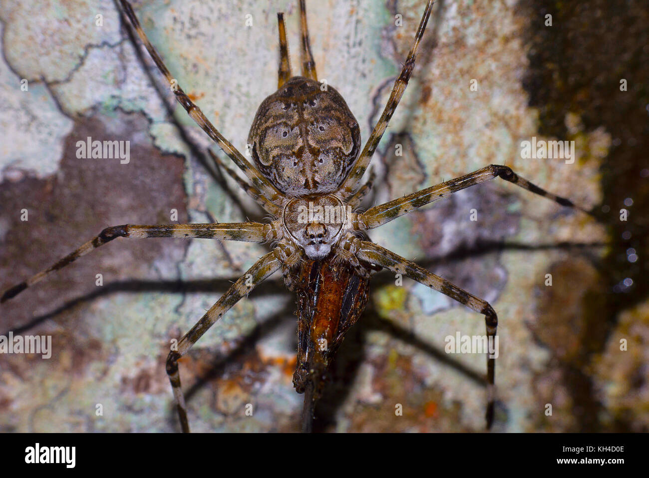 Due croci spider, hersilia savignyi con kill, agumbe, Karnataka, India Foto Stock