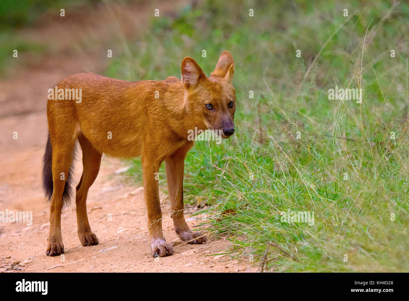 Indiano cane selvatico, cuon alpinus, nagarhole riserva della tigre, Karnataka, India Foto Stock