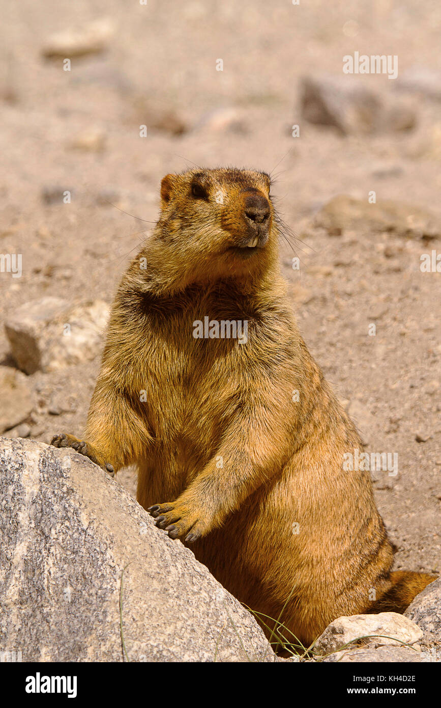 Marmotte, grande scoiattolo, genere marmota, ladakh, Jammu e Kashmir India Foto Stock