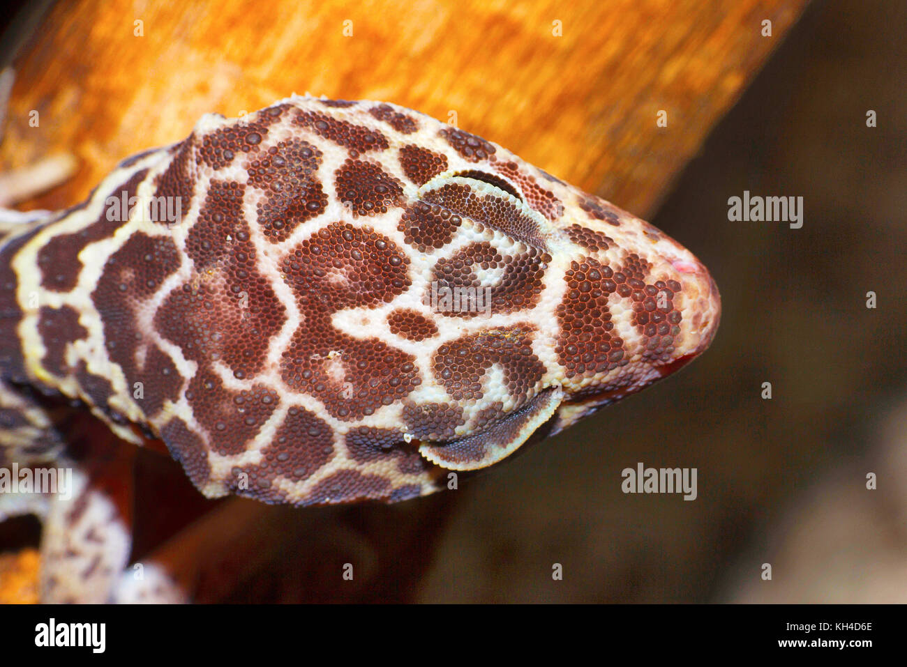 Fat tailed gecko- hemitheconyx caudicinctus, dorsale scale di testa, saswad, maharashtra Foto Stock