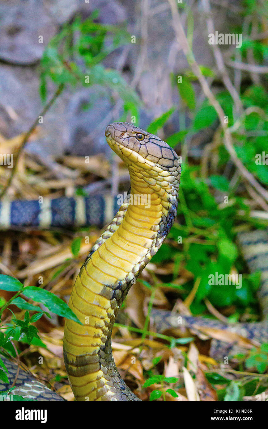 Re Cobra, Ophiophagus hannah, Corbett Riserva della Tigre, Uttarakhand, India Foto Stock