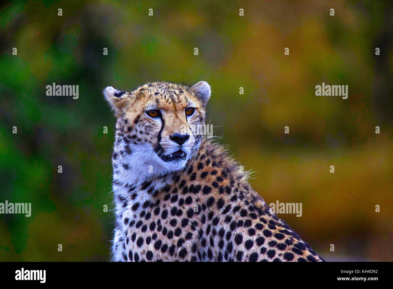 Cheetah africani, Kenya, Africa Foto Stock