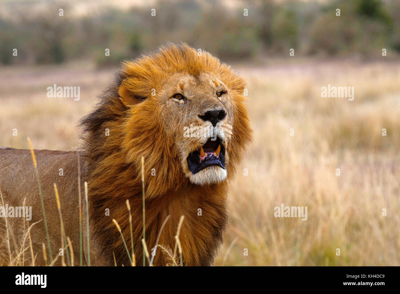 Leone africano- maschio, Kenya, Africa2 Foto Stock