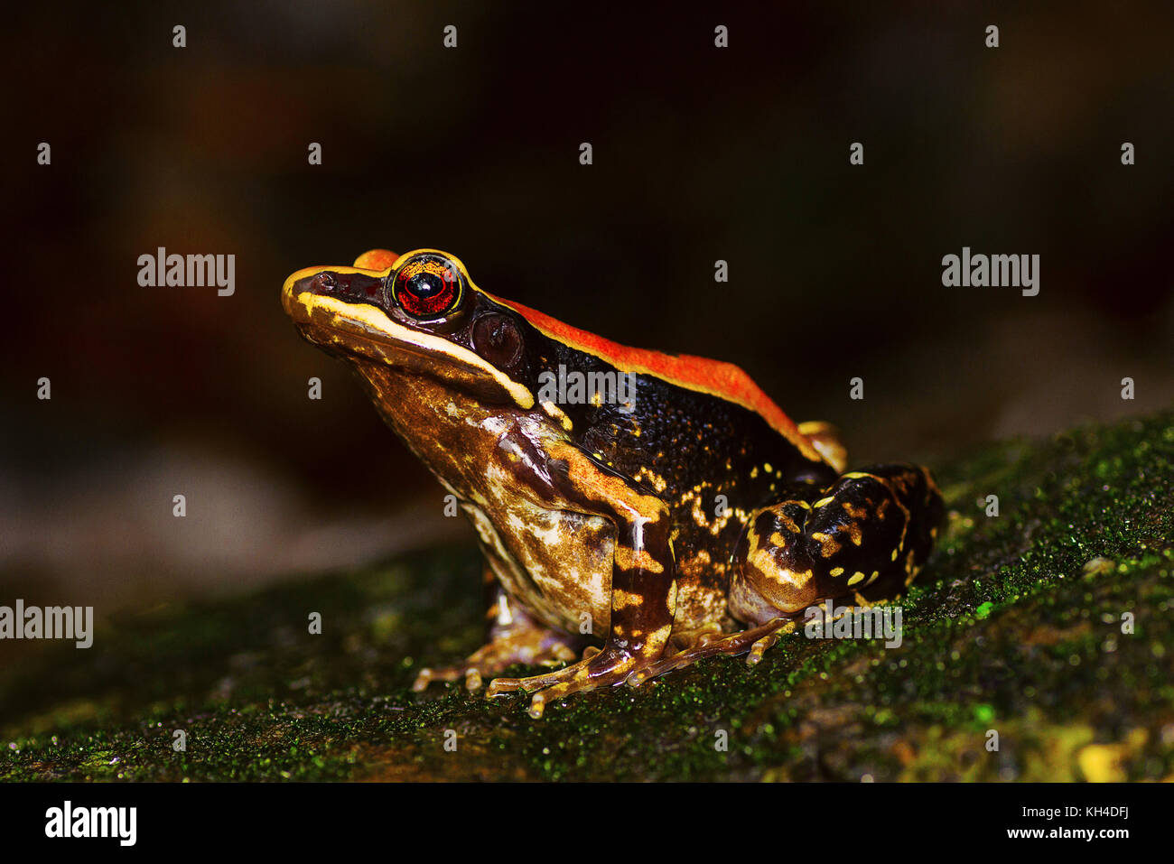 Fungoid rana, hylarana malabarica, mulshi, distretto di Pune, Maharashtra, India Foto Stock