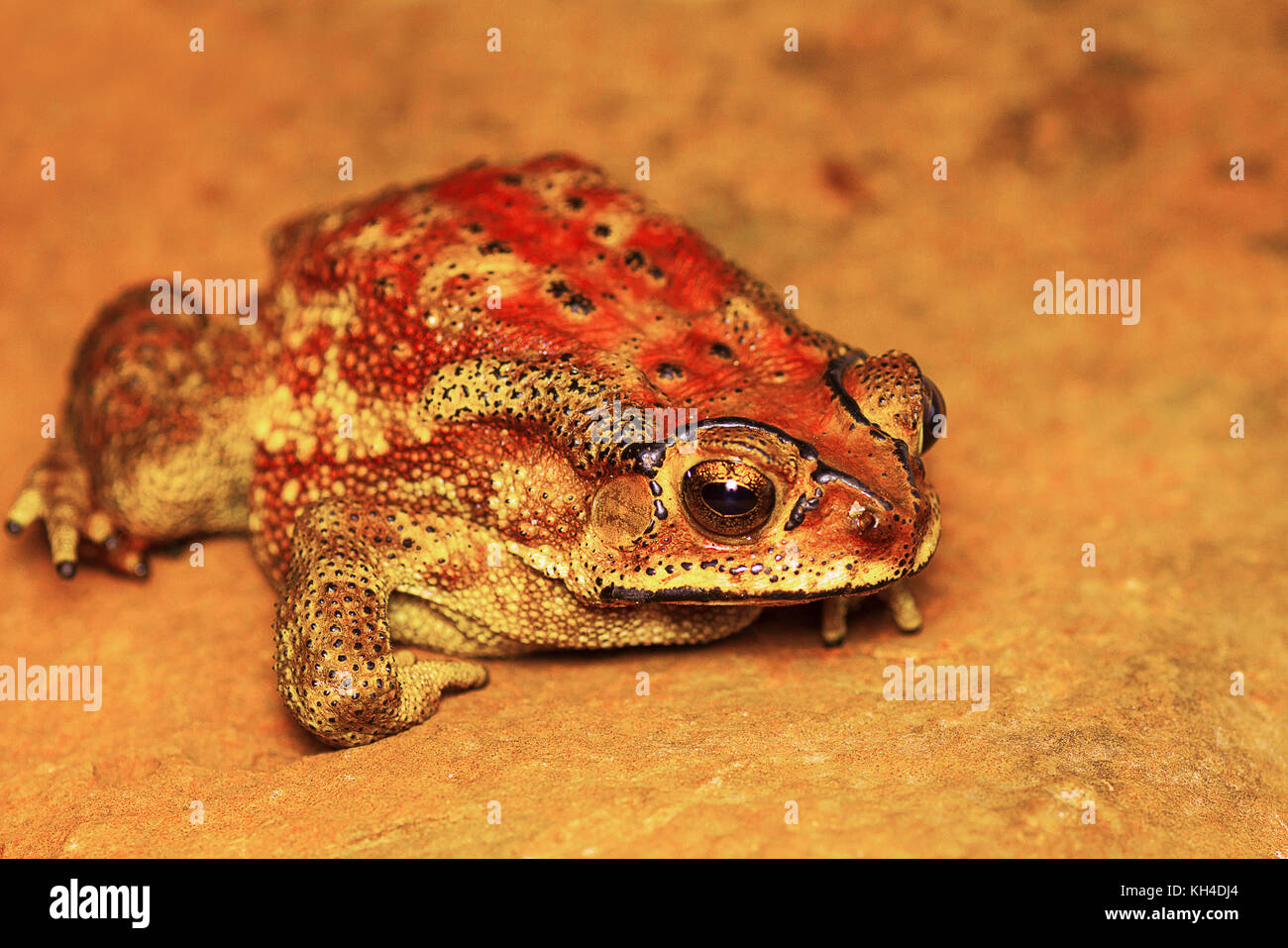 Indan toad, duttaphrynus melanostictus, mulshi, distretto di Pune, Maharashtra, India Foto Stock