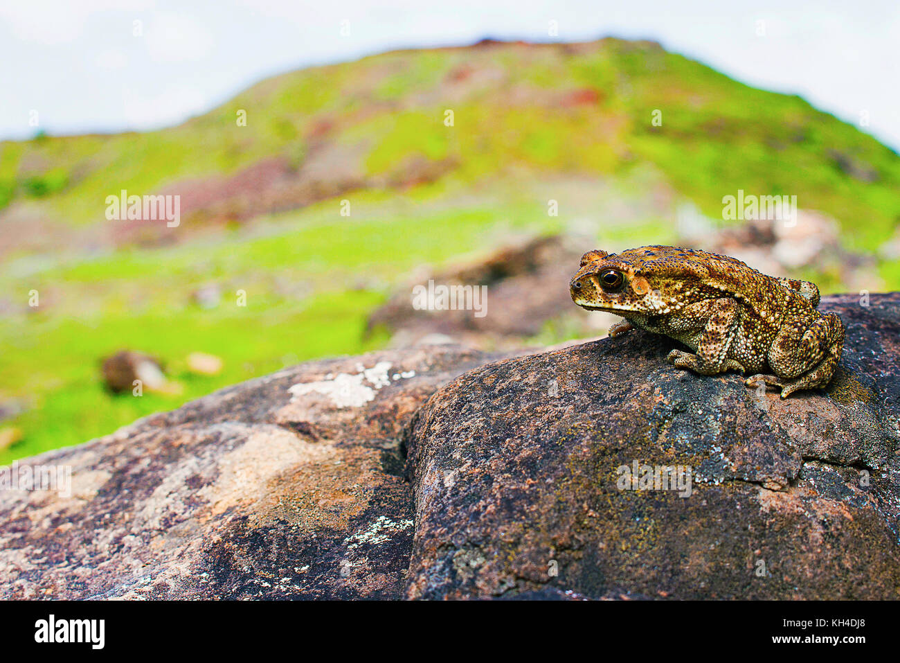 Indan toad, duttaphrynus melanostictus, saswad, distretto di Pune, Maharashtra, India Foto Stock