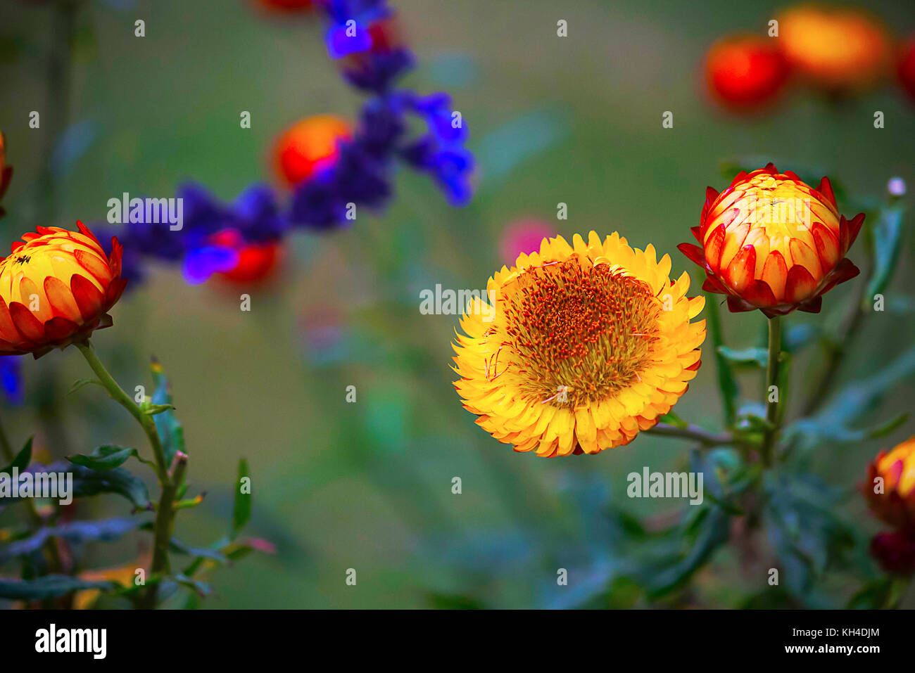 Kalanchoe protea fiori, Kenya, Africa Foto Stock
