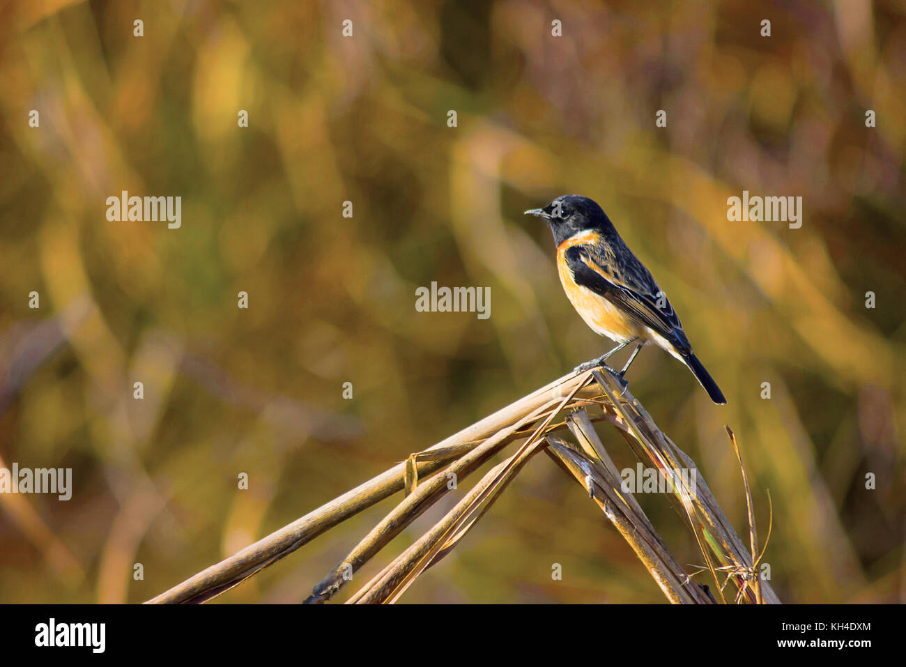 Siberiano, Stonechat Saxicola maurus, Dudhwa Riserva della Tigre, Uttar Pradesh, India Foto Stock