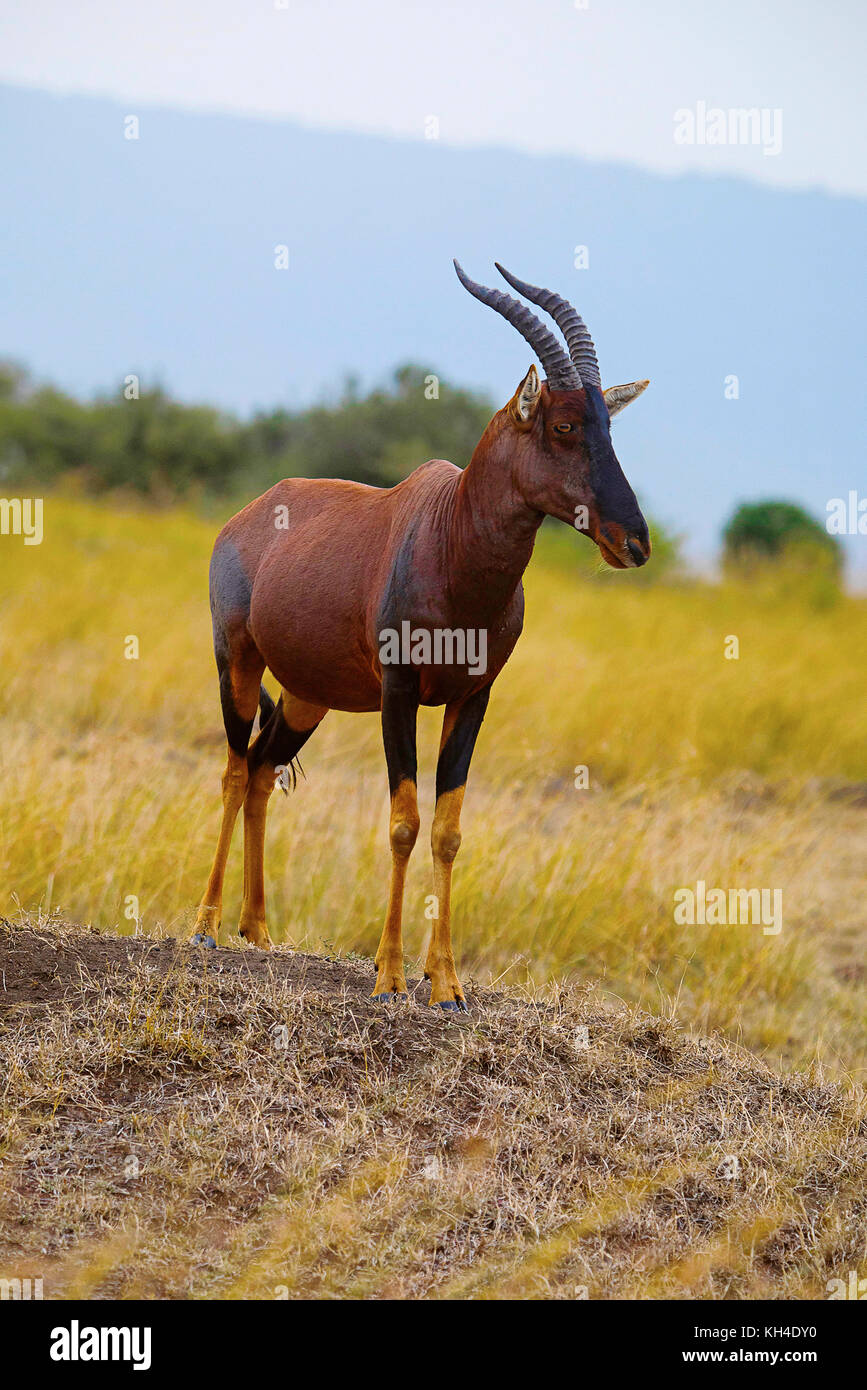 Topi antilope, Kenya, Africa Foto Stock