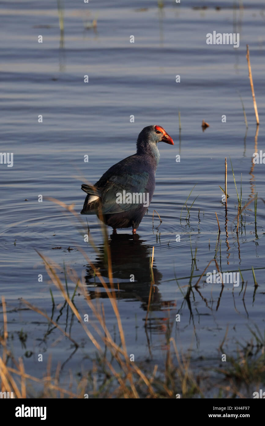 Moorhen bird, thol Bird Sanctuary, Gujarat, India, Asia - rms 259445 Foto Stock