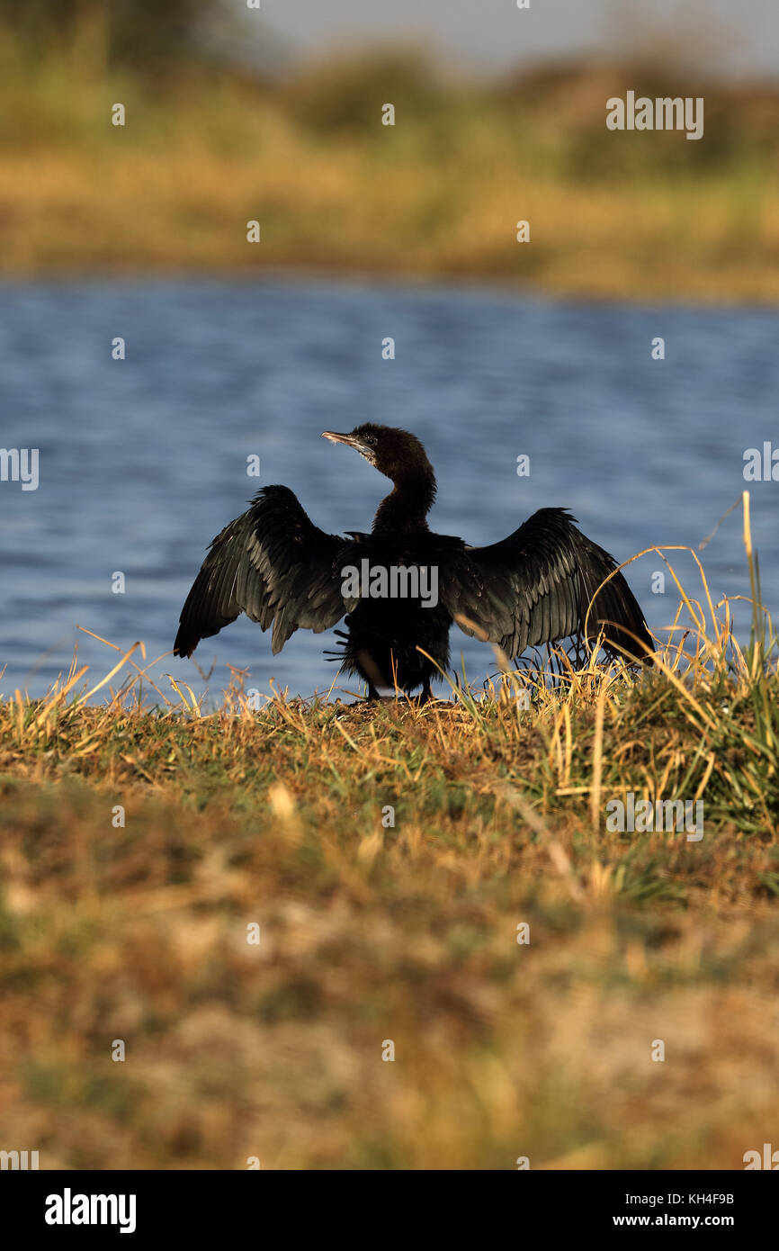 Poco cormorano, thol Bird Sanctuary, Gujarat, India, Asia - rms 259447 Foto Stock