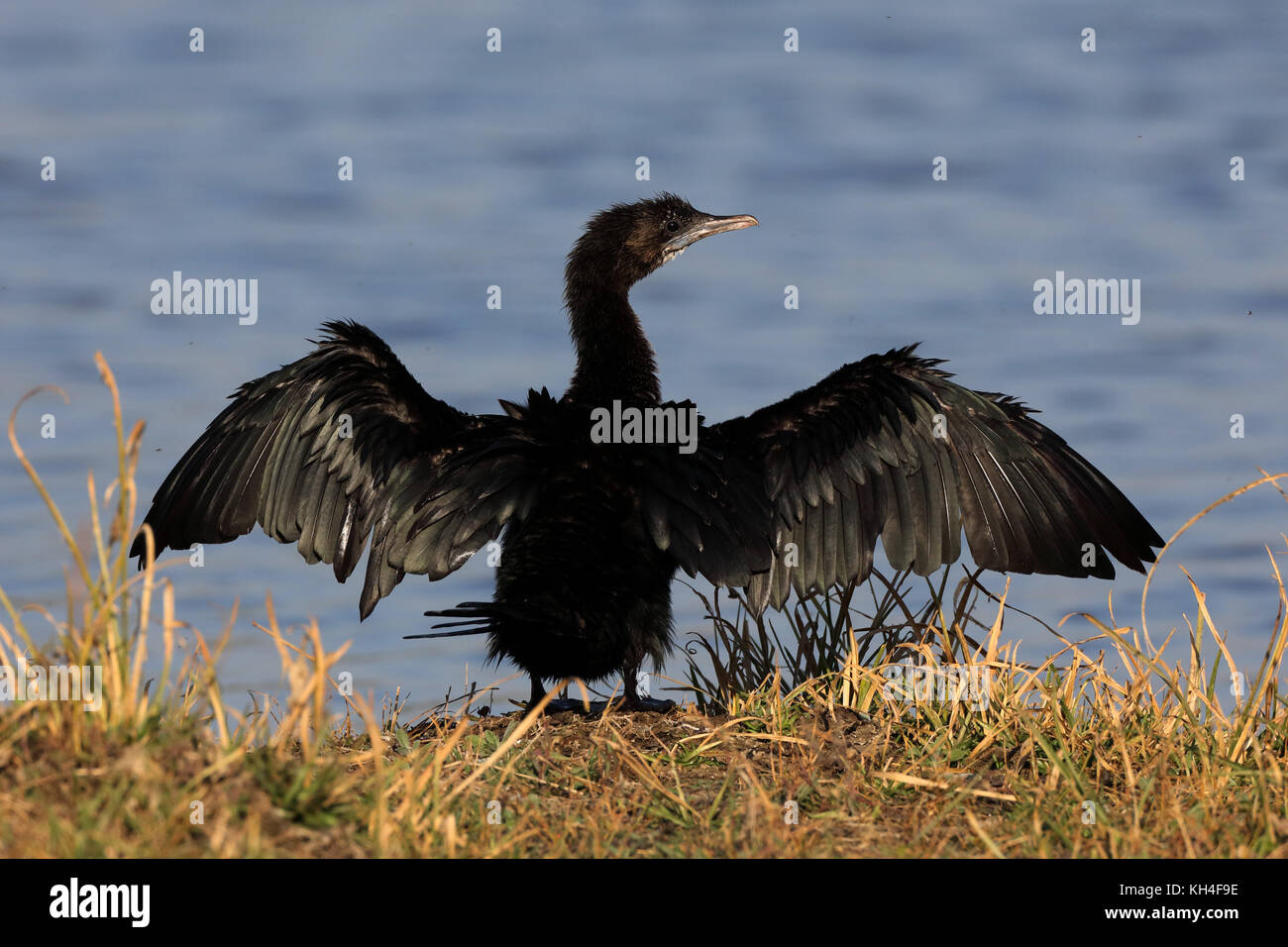 Poco cormorano, thol Bird Sanctuary, Gujarat, India, Asia - rms 259449 Foto Stock