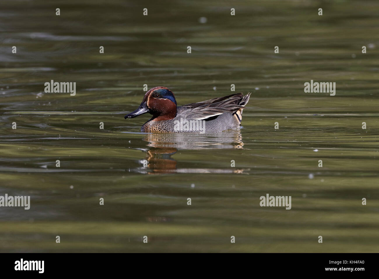 Il pin tail bird, thol Bird Sanctuary, Gujarat, India, Asia - rms 259452 Foto Stock