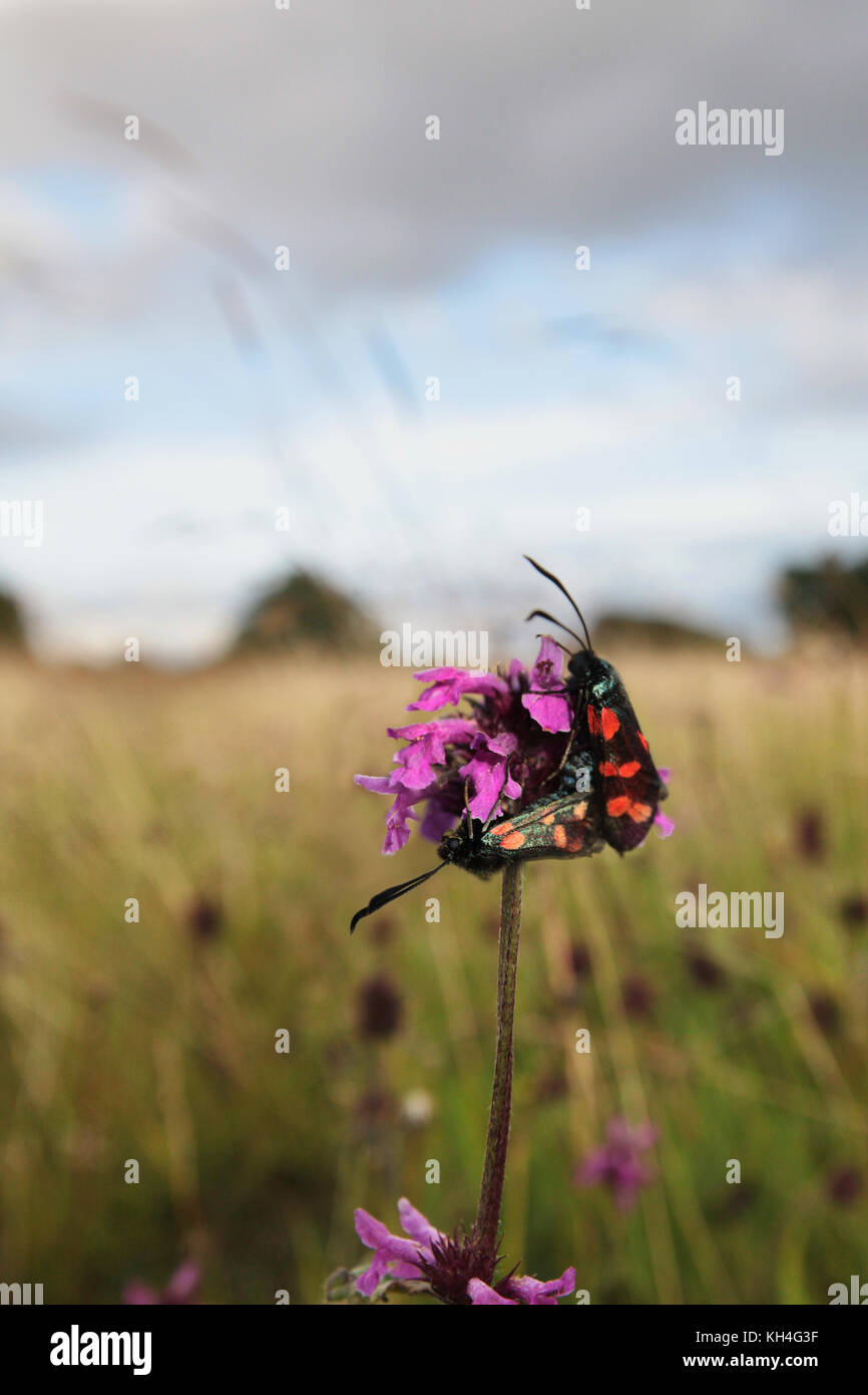 Maschio e femmina di sei-spot burnett falene (zygaena filipendulae) si accoppiano su betony Foto Stock