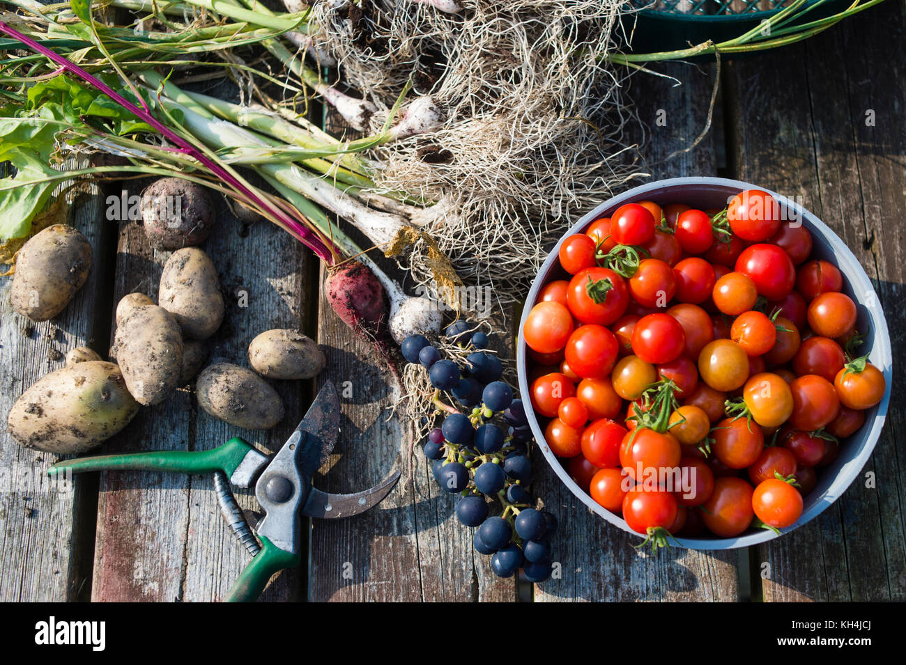 Frutta e verdura appena raccolte disposte su una panchina di un orto di riparto, Aberystwyth Wales UK (cipolle, uva, pomodori, fagioli larghi, rabarbaro, patate) Foto Stock